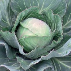 HYBRID CABBAGE, ACCLAIM IMPROVED