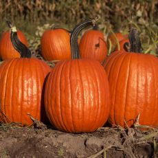 HYBRID PUMPKIN, ADONIS