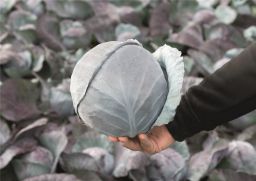 HYBRID CABBAGE, ALFARO