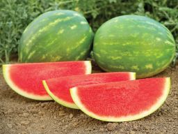 HYBRID WATERMELON, AMAZO