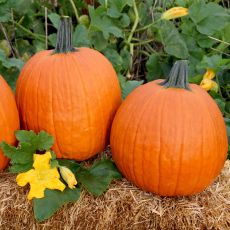 HYBRID PUMPKIN, APOLLO