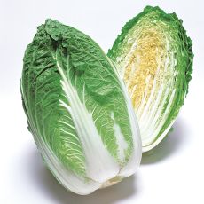 HYBRID CABBAGE, APOLLO