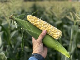 HYBRID SWEET CORN, AWAKEN