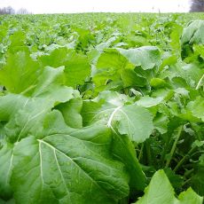 FORAGE TURNIP, BARKANT