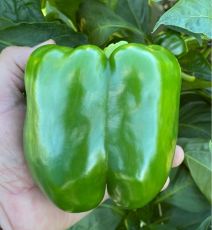 HYBRID PEPPER, BIG STACK