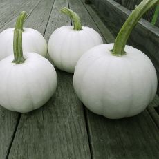 HYBRID PUMPKIN, BLANCO