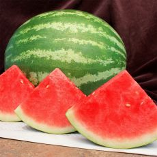 HYBRID WATERMELON, BOLD RULER