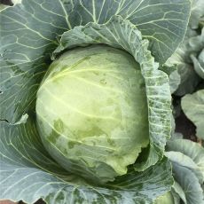 HYBRID CABBAGE, BOTRAN
