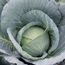 HYBRID CABBAGE, BRAVO