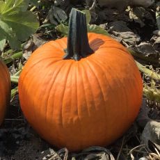 HYBRID PUMPKIN, CARRIE