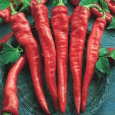 PEPPER, CAYENNE LARGE RED THICK