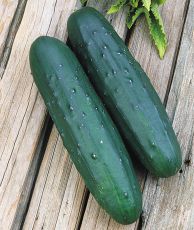 HYBRID CUCUMBER, COBRA