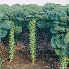 HYBRID BRUSSELS SPROUTS, COBUS