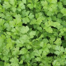 HERB, CORIANDER CALYPSO