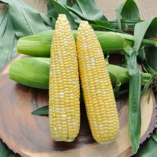 HYBRID SWEET CORN, CRAVE