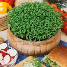 HERB, CRESS PEPPER