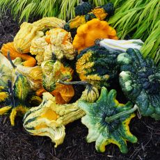 GOURD, CROWNS