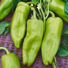 PEPPER, CUBANELLE