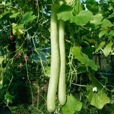 GOURD, CUCUZZI SNAKE