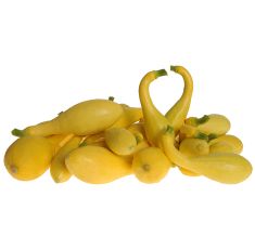 HYBRID SQUASH, DELTA