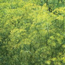 HERB, DILL BOUQUET