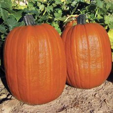 HYBRID PUMPKIN, EARLY GIANT