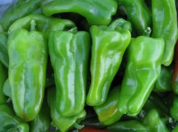 HYBRID PEPPER, EXUMA