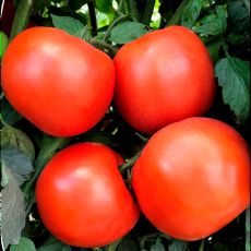 HYBRID TOMATO, FERRARI (STM2488)