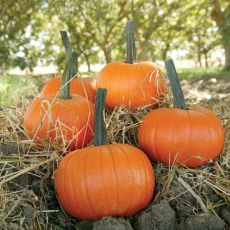 HYBRID PUMPKIN, FIELD TRIP