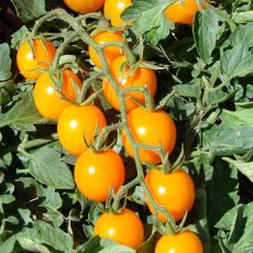 HYBRID TOMATO, GOLDENCHERRY