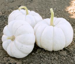 HYBRID PUMPKIN, GOOLIGAN