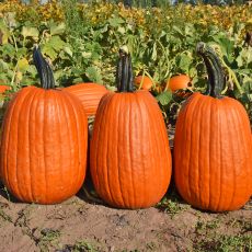 HYBRID PUMPKIN, GRIFFIN