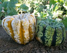 HYBRID GOURD, HARVEST FLOWERS