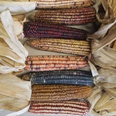 HYBRID ORNAMENTAL CORN, HEAVENLY SPICE MIX