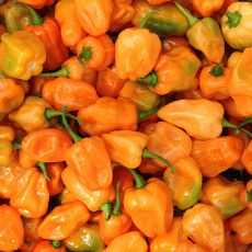 HYBRID PEPPER, HELIOS