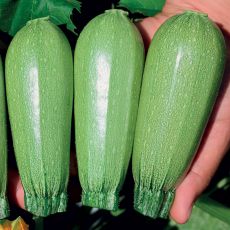 HYBRID SQUASH, HURAKAN