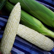 HYBRID SWEET CORN, ILLUSION