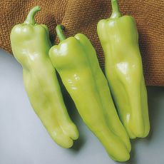 HYBRID PEPPER, KEY WEST (X3R®)