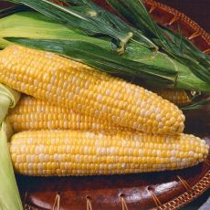 HYBRID SWEET CORN, KRISTINE