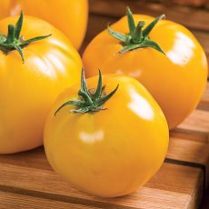 HYBRID TOMATO, LEMON BOY PLUS