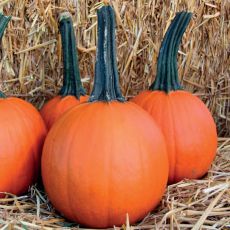 HYBRID PUMPKIN, LITTLE GIANT