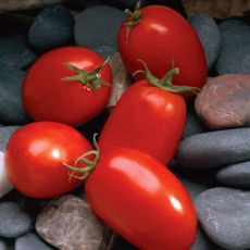 HYBRID TOMATO, MARIANA