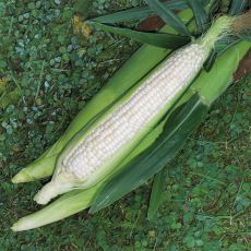 HYBRID SWEET CORN, MATTAPOISETT