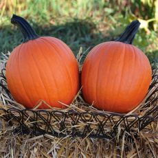 HYBRID PUMPKIN, MISCHIEF