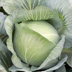 HYBRID CABBAGE, MUCSUMA RZ