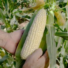 HYBRID SWEET CORN, NICOLE QUALITY ELITE