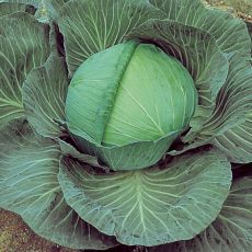 HYBRID CABBAGE, O-S CROSS IMPROVED