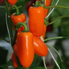 HYBRID PEPPER, ORANGE SWEETIE