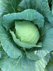 HYBRID CABBAGE, OSCEOLA