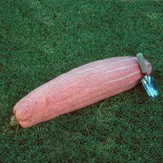 SQUASH, PINK BANANA JUMBO